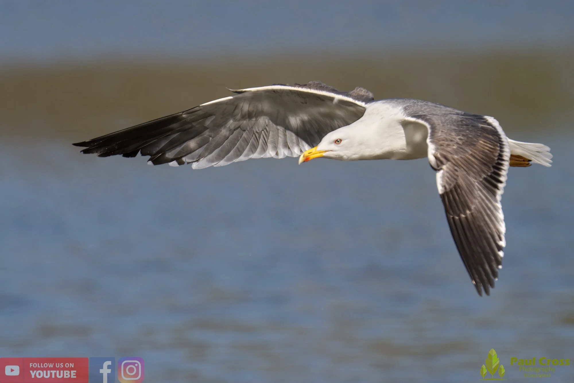 Yellow-Legged Gull-00026.jpg