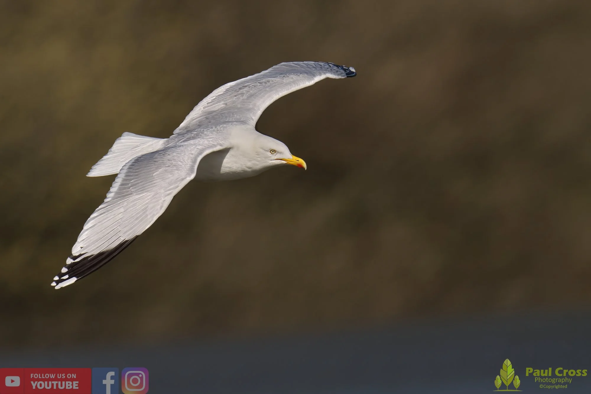 Yellow-Legged Gull-00027.jpg