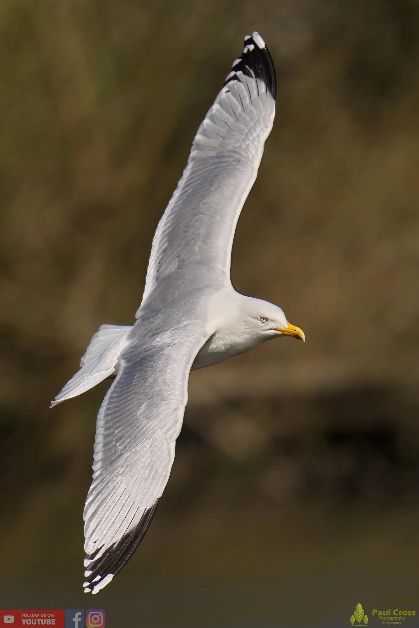 Yellow-Legged Gull-00028.jpg