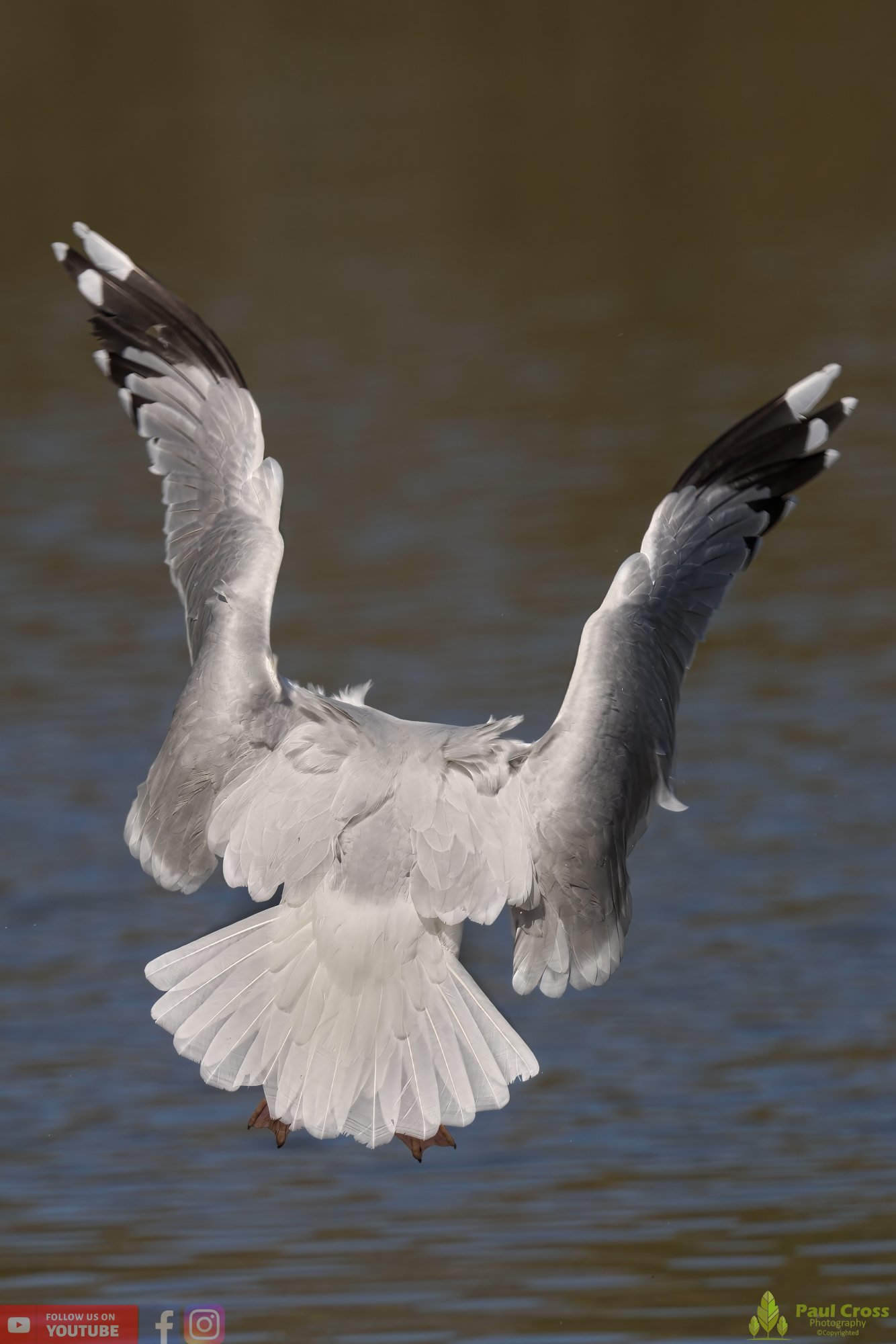 Yellow-Legged Gull-00029.jpg