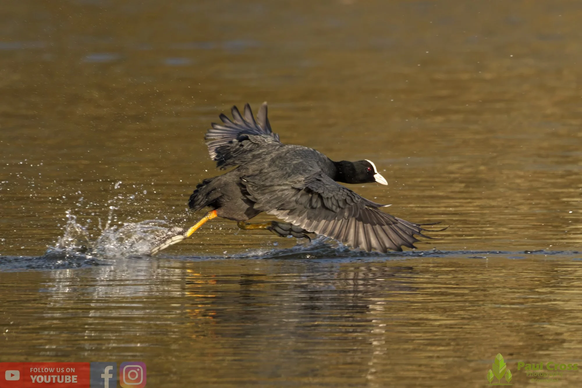 Coot-00379.jpg
