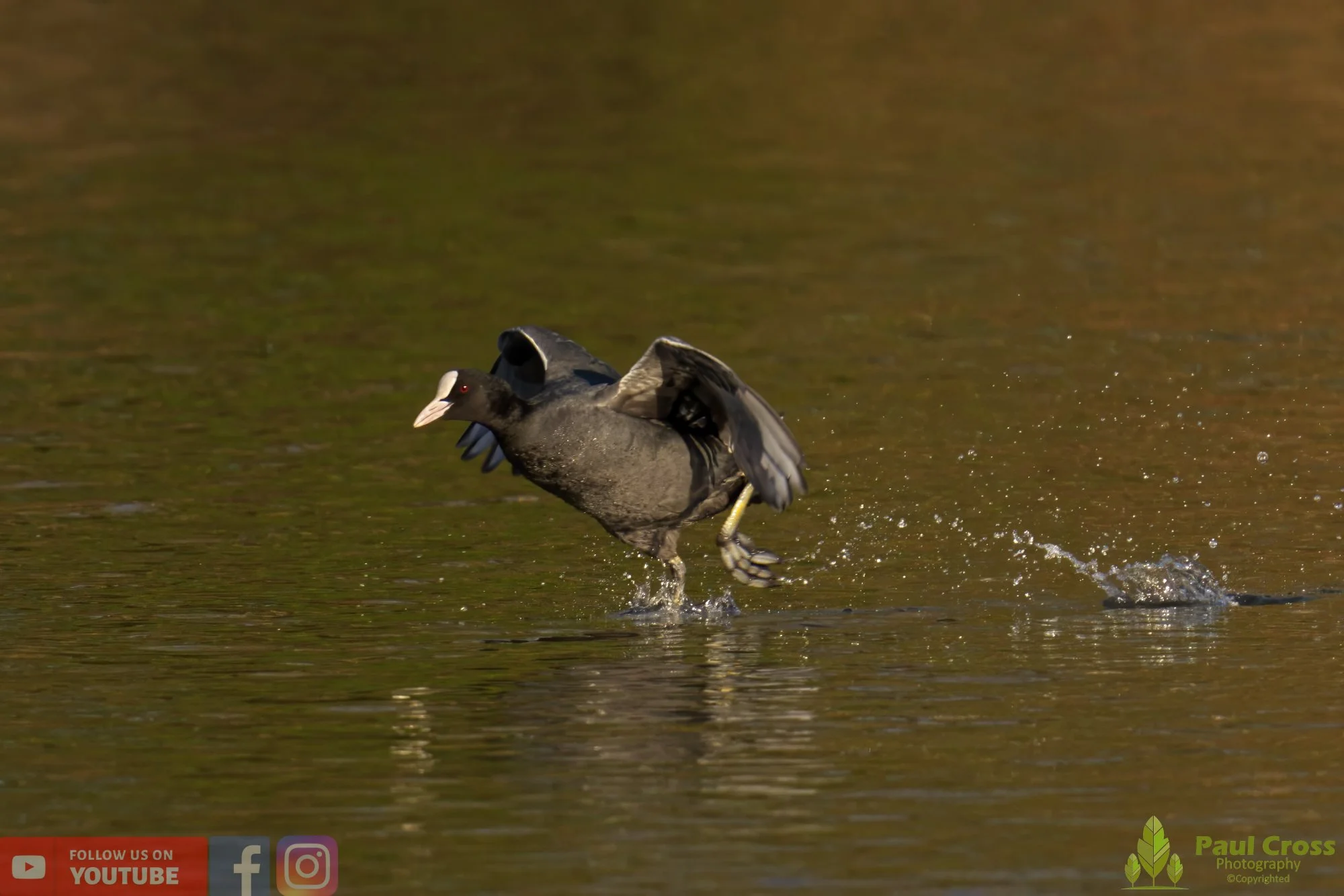Coot-00380.jpg