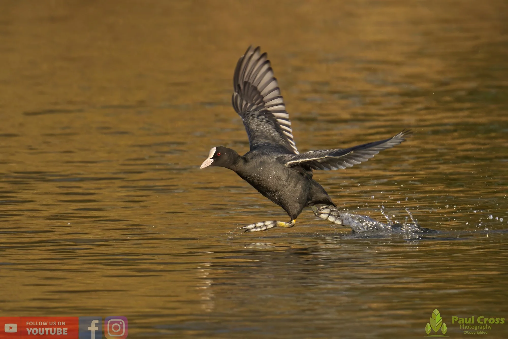 Coot-00382.jpg