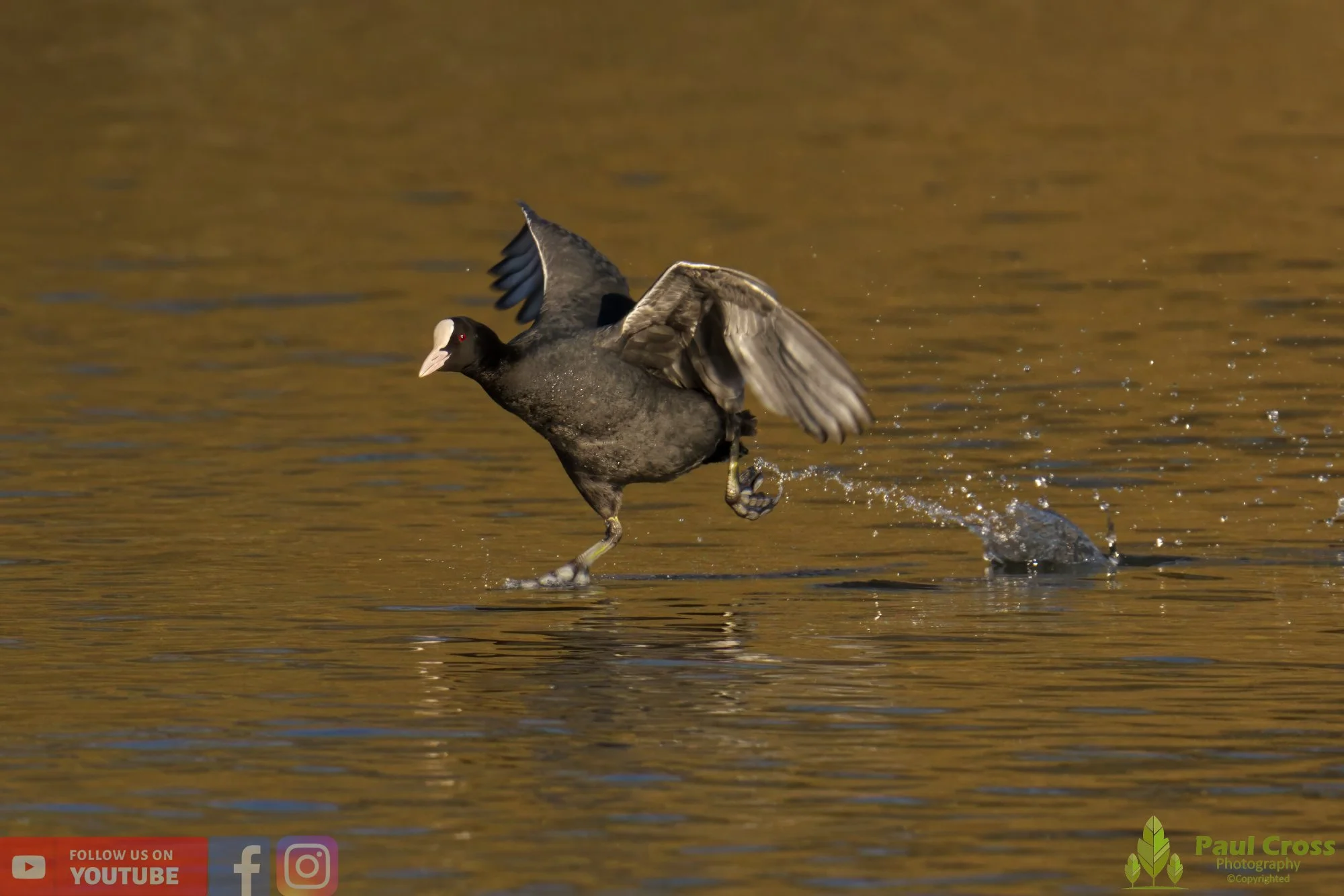 Coot-00386.jpg