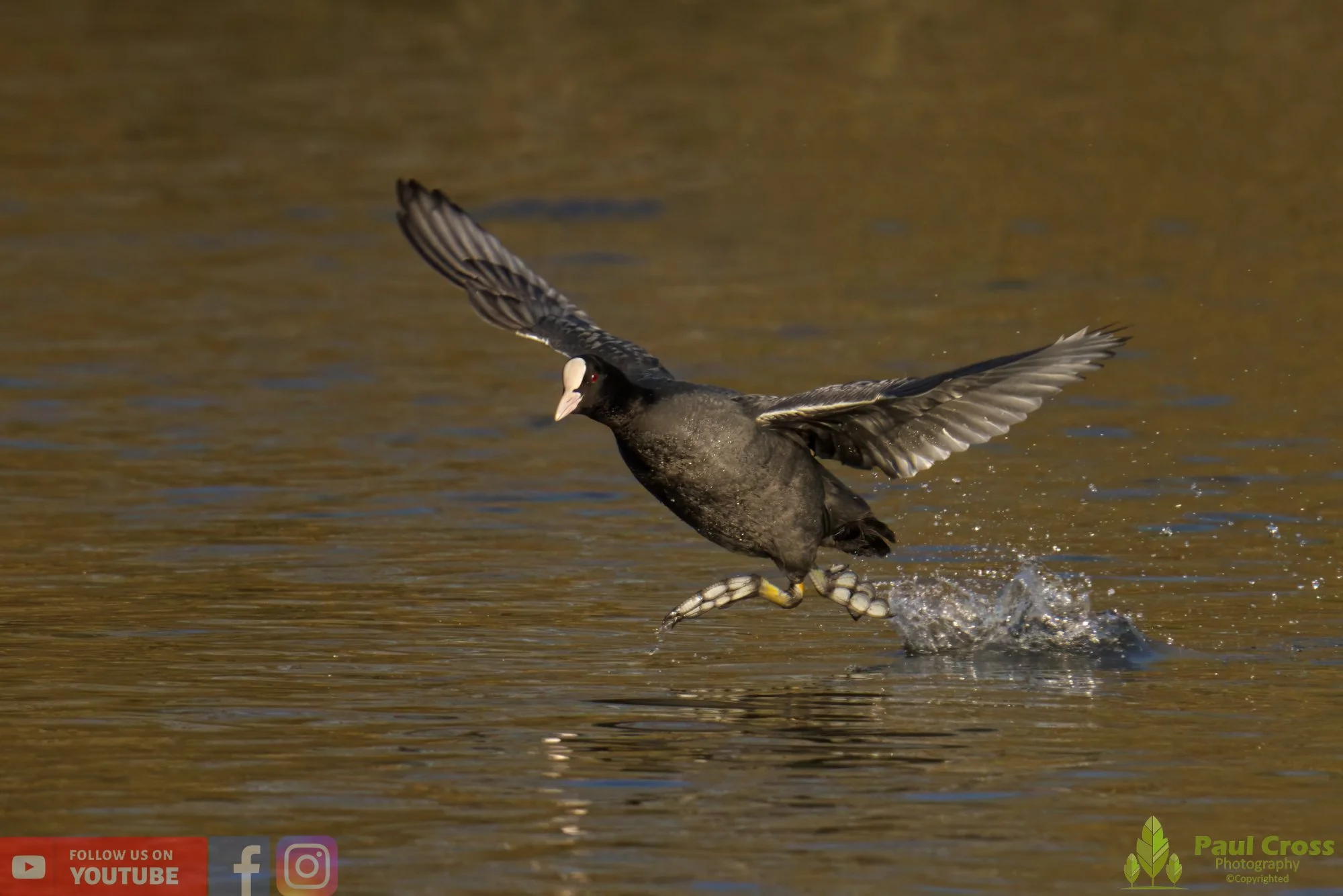 Coot-00390.jpg