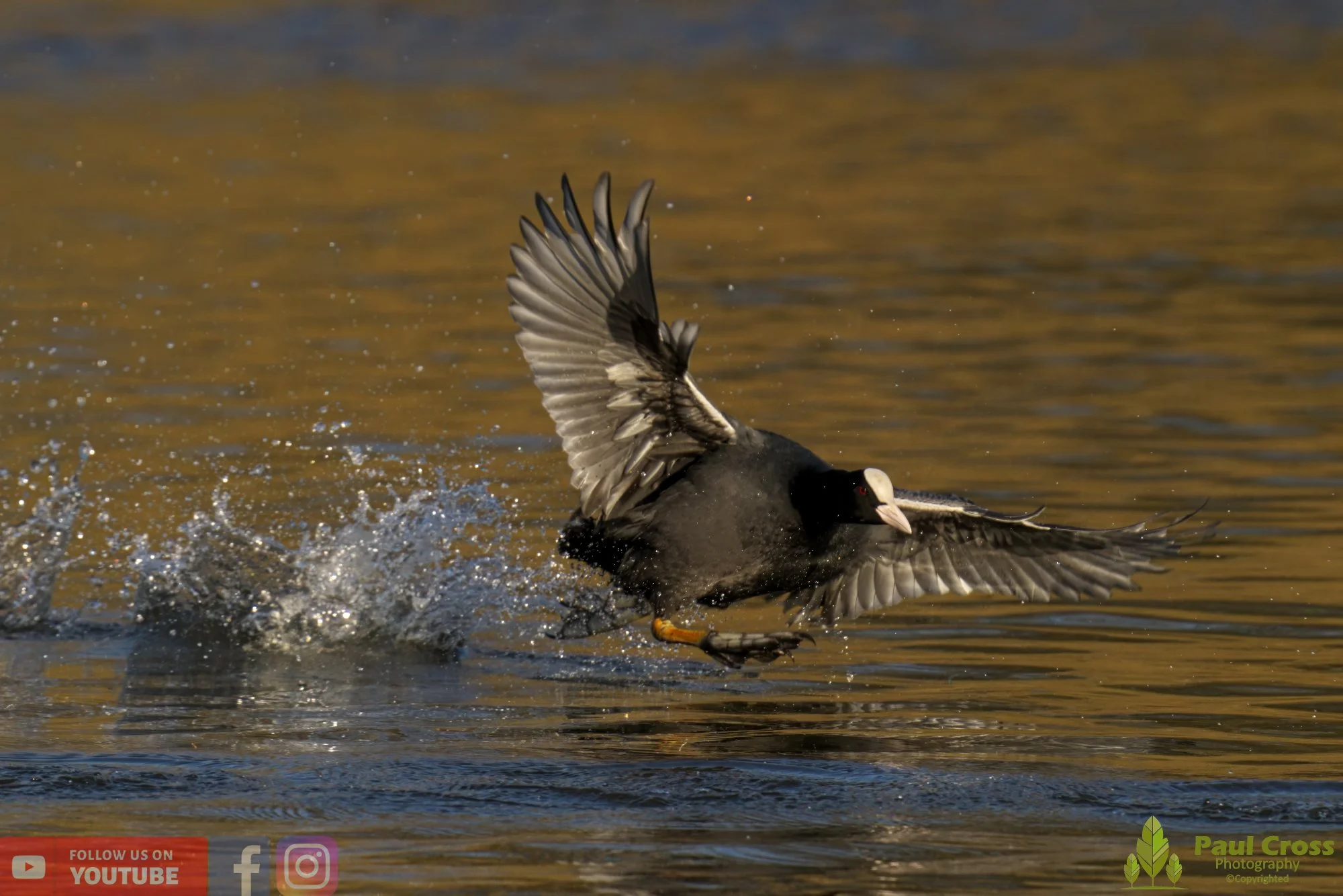 Coot-00394.jpg