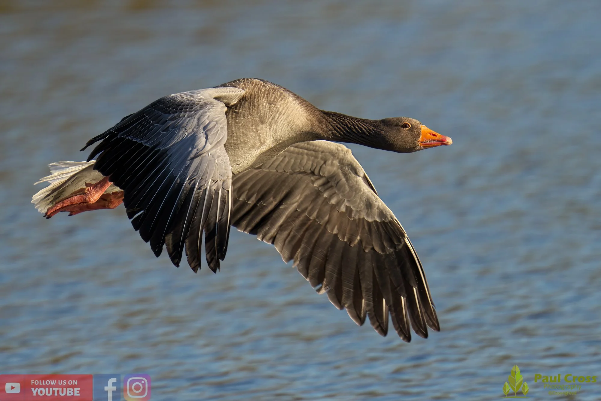 Greylag Goose-00054.jpg