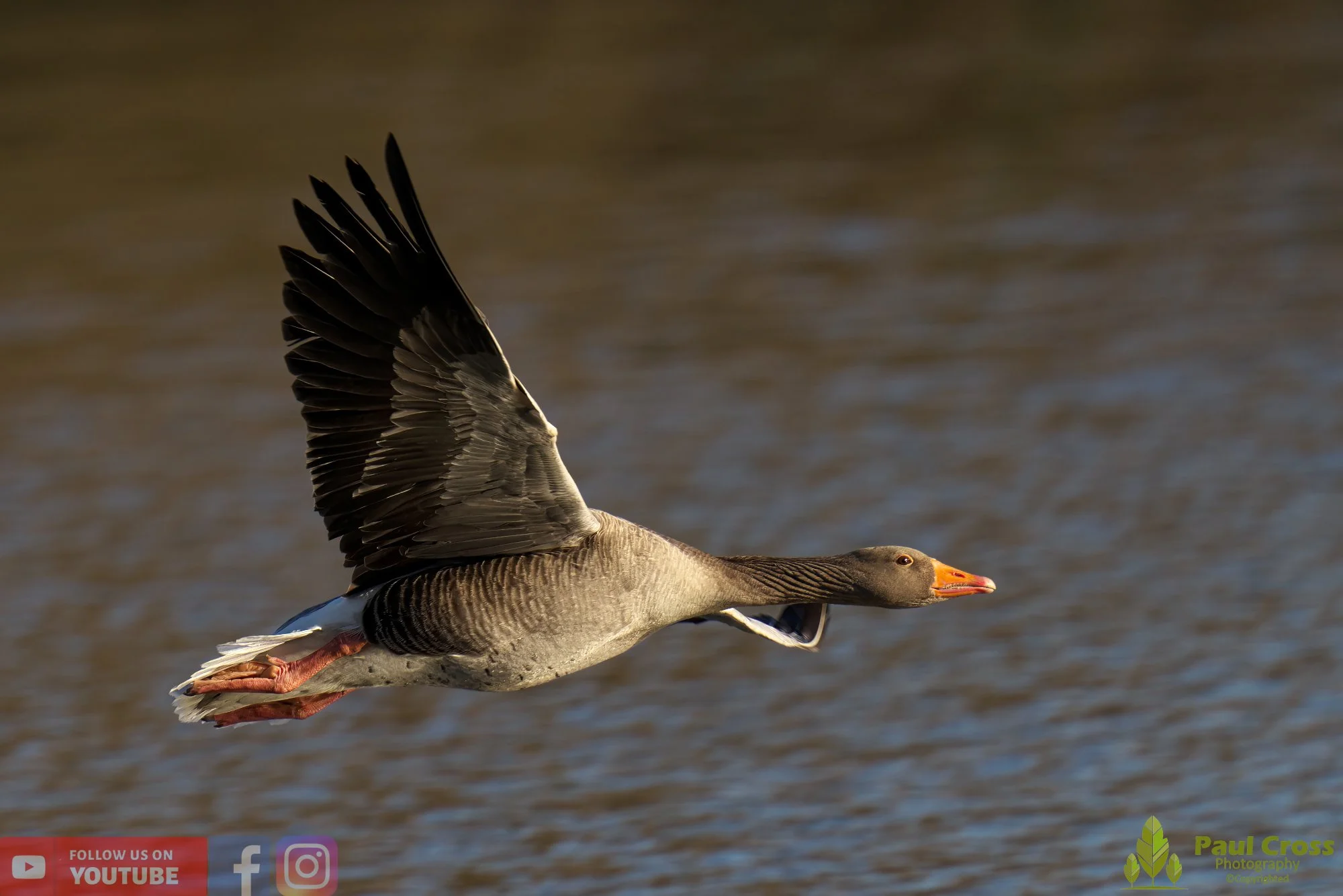 Greylag Goose-00057.jpg