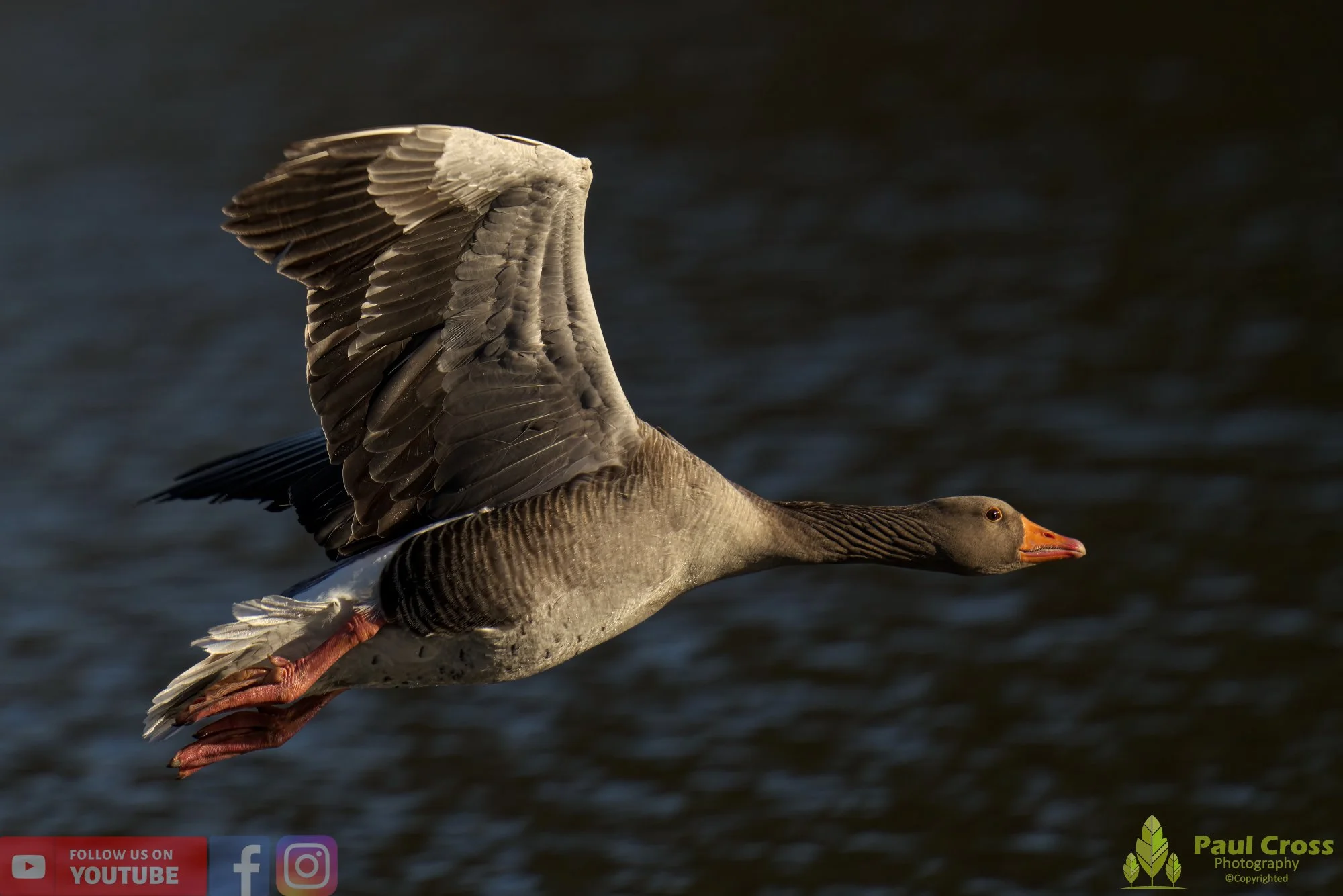 Greylag Goose-00058.jpg