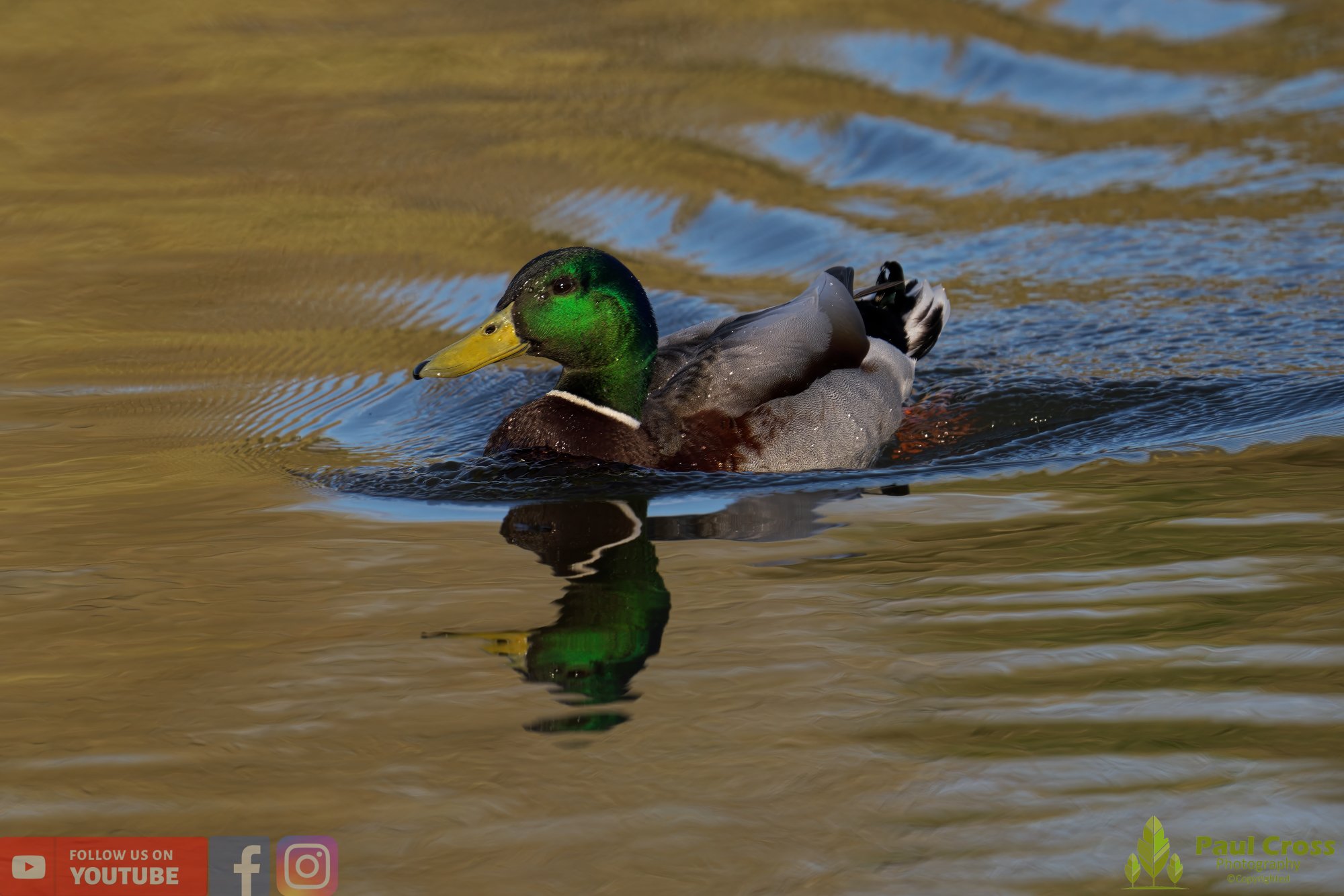 Mallard Duck-00991.jpg