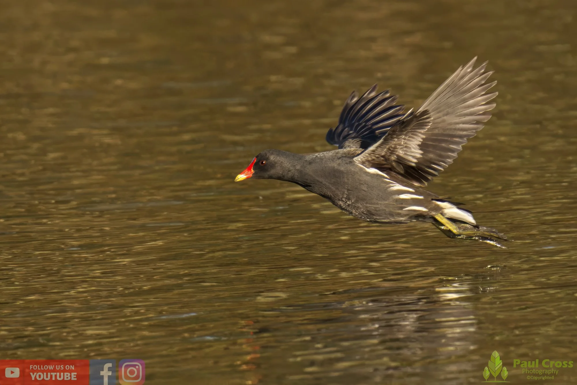 Moorhen-00208.jpg