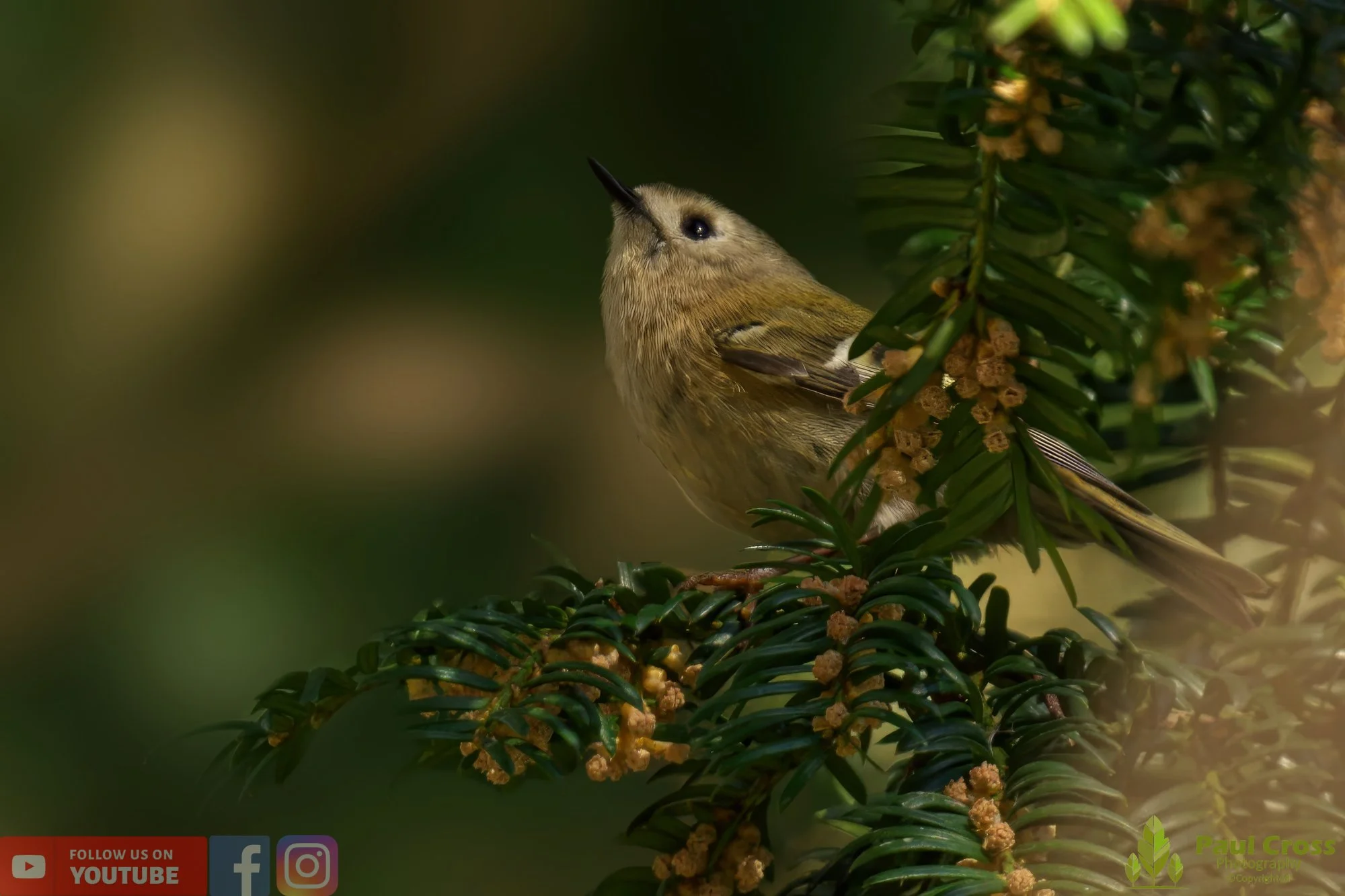Goldcrest-00058.jpg