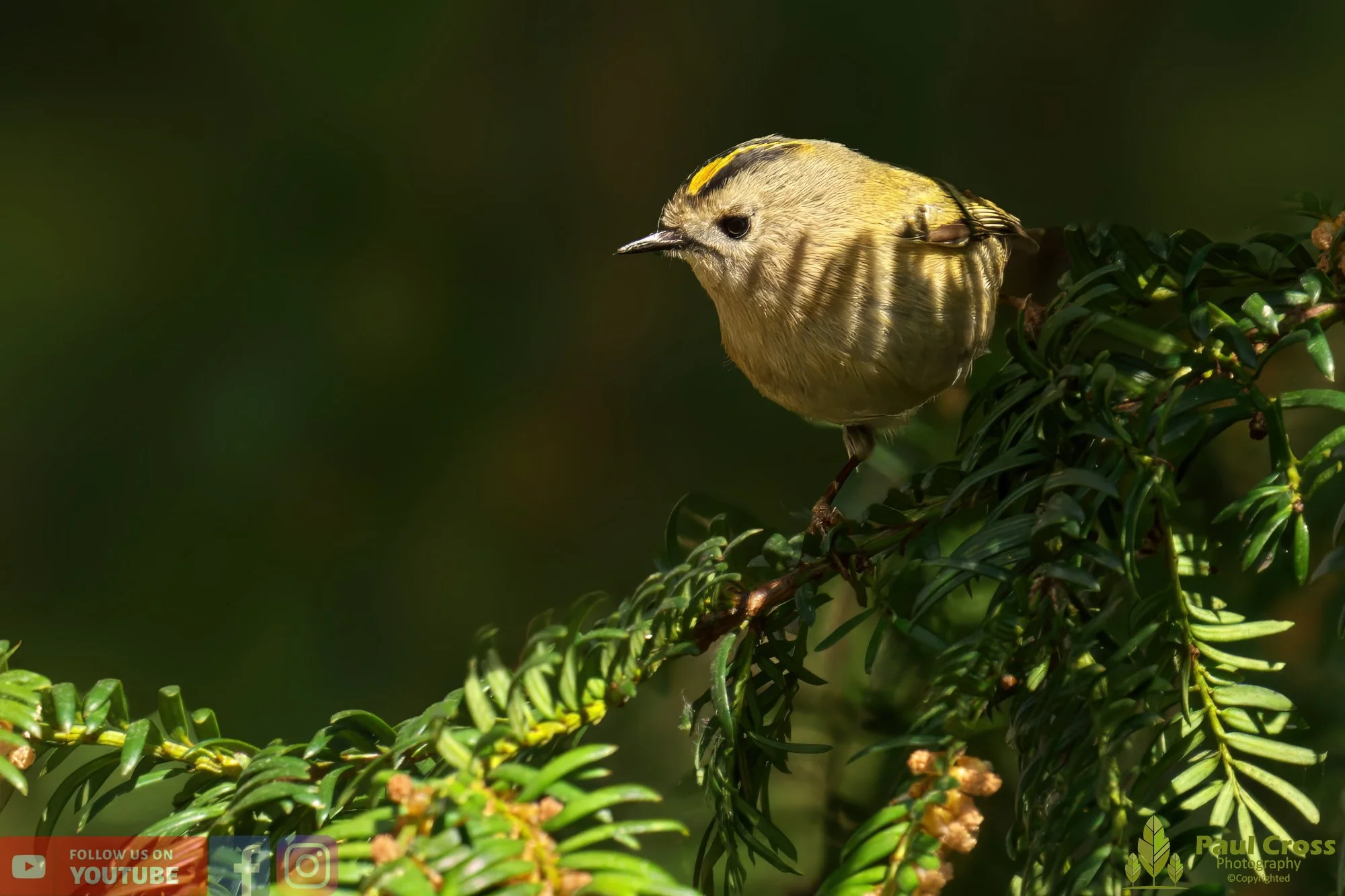 Goldcrest-00059.jpg