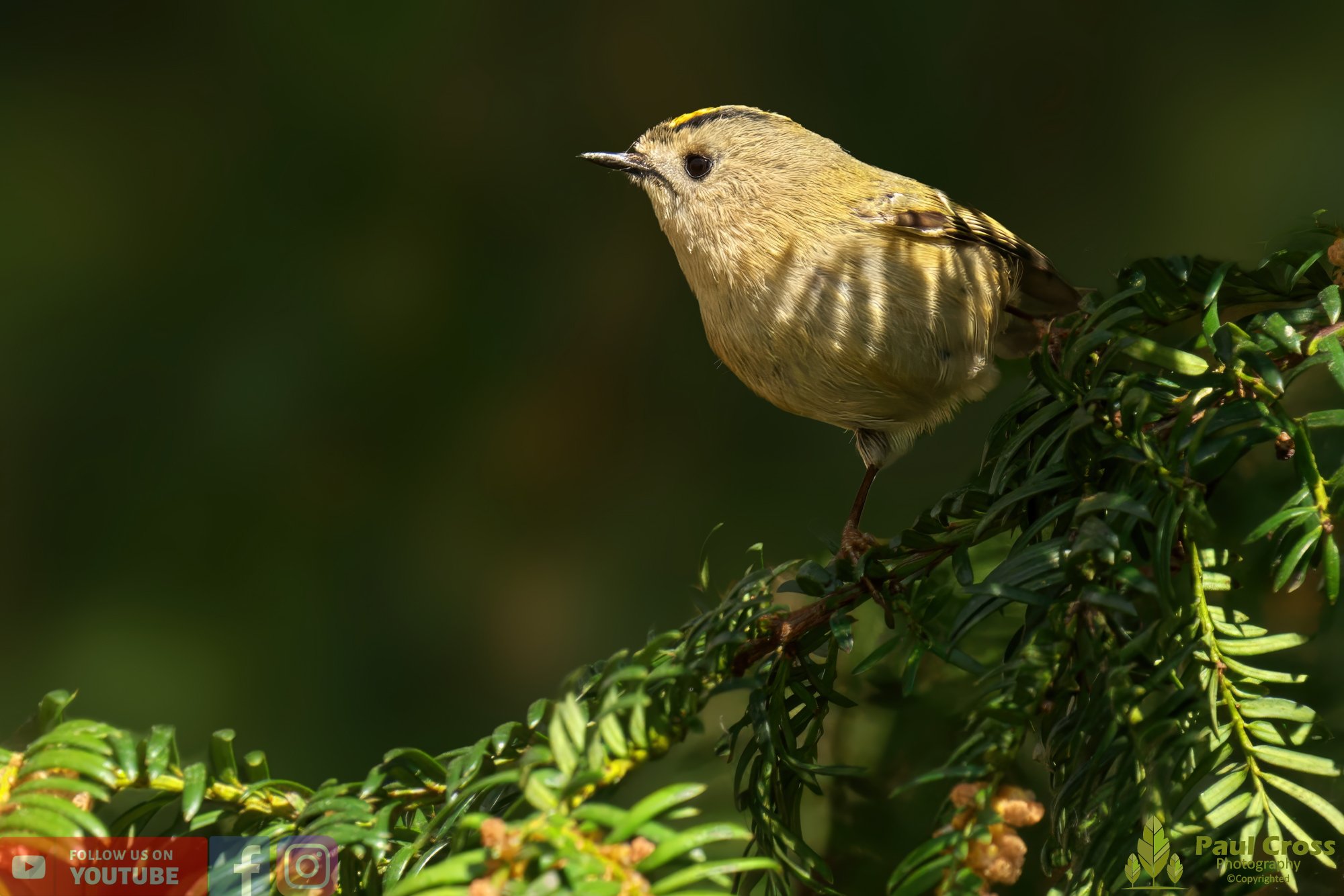 Goldcrest-00060.jpg