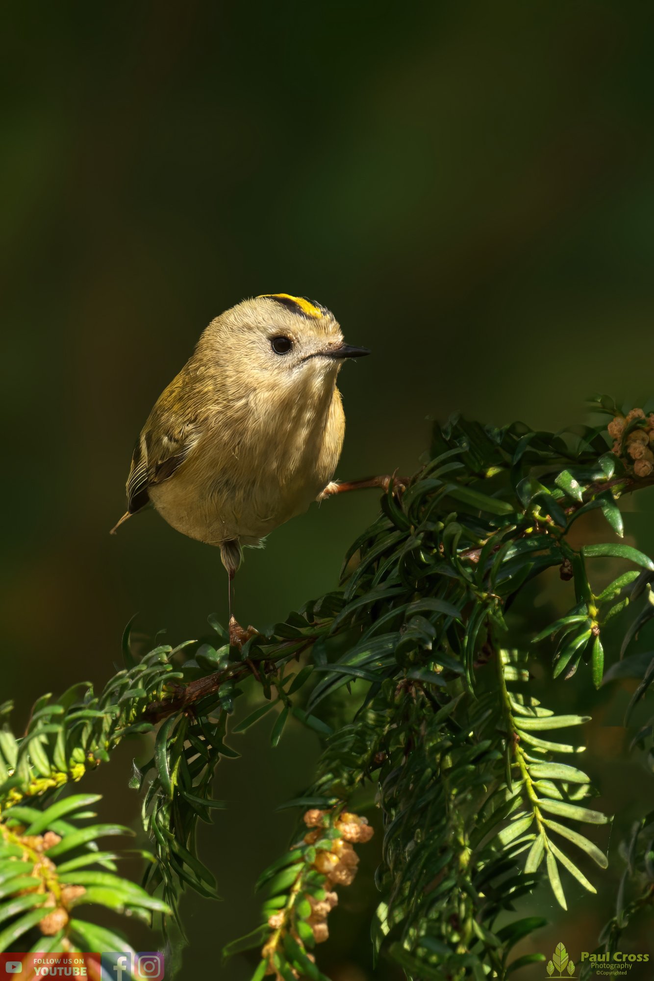Goldcrest-00061.jpg