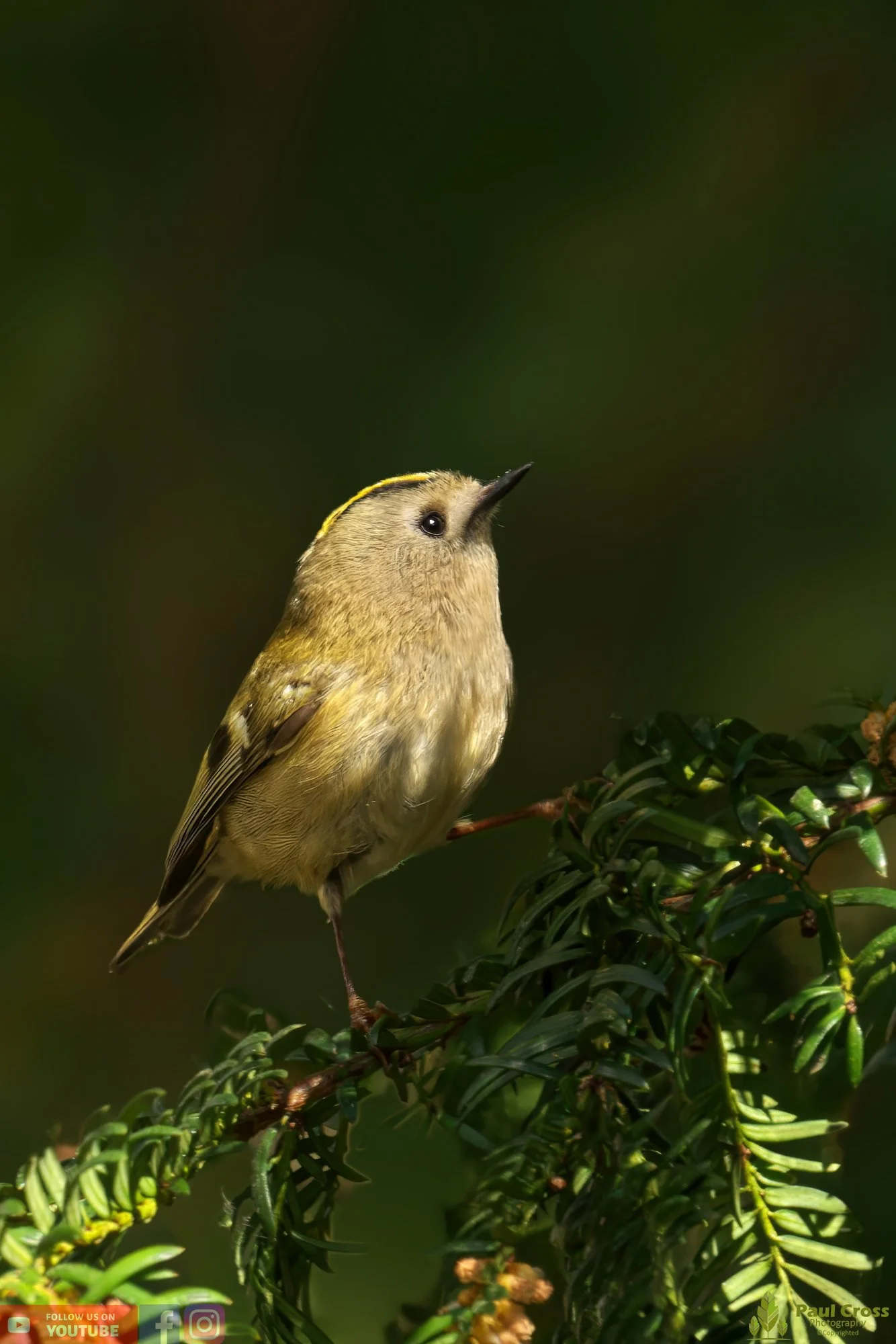 Goldcrest-00062.jpg