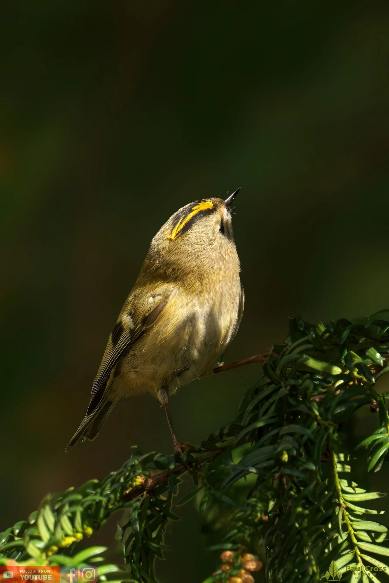 Goldcrest-00063.jpg