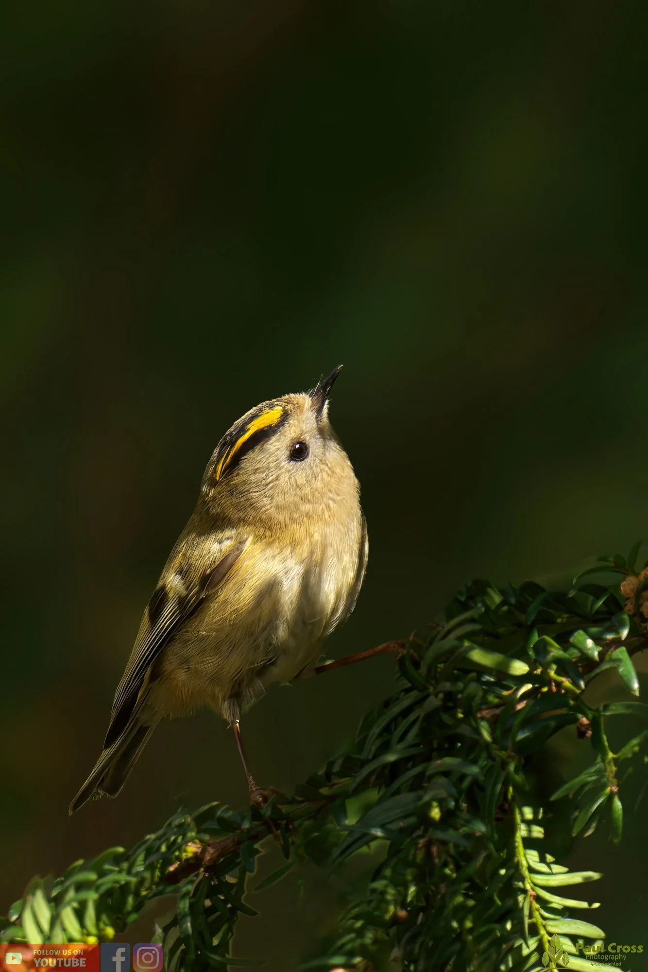 Goldcrest-00064.jpg