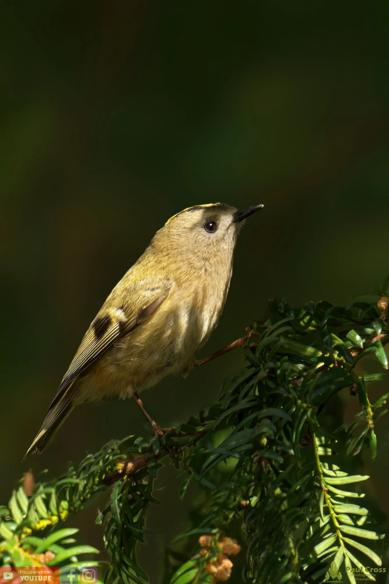 Goldcrest-00065.jpg