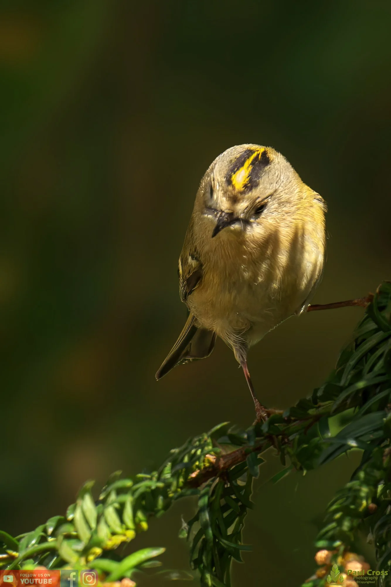 Goldcrest-00067.jpg
