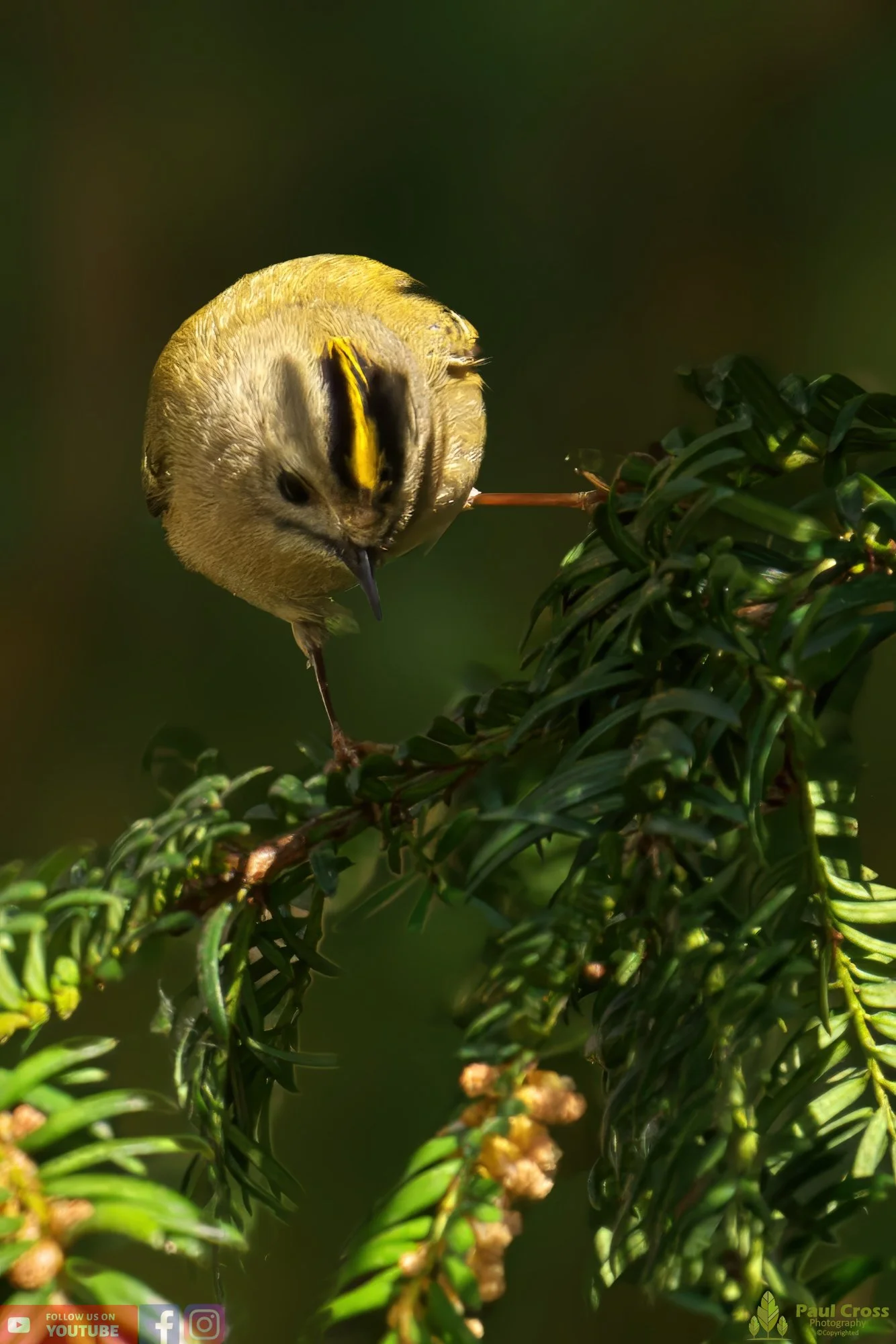 Goldcrest-00068.jpg