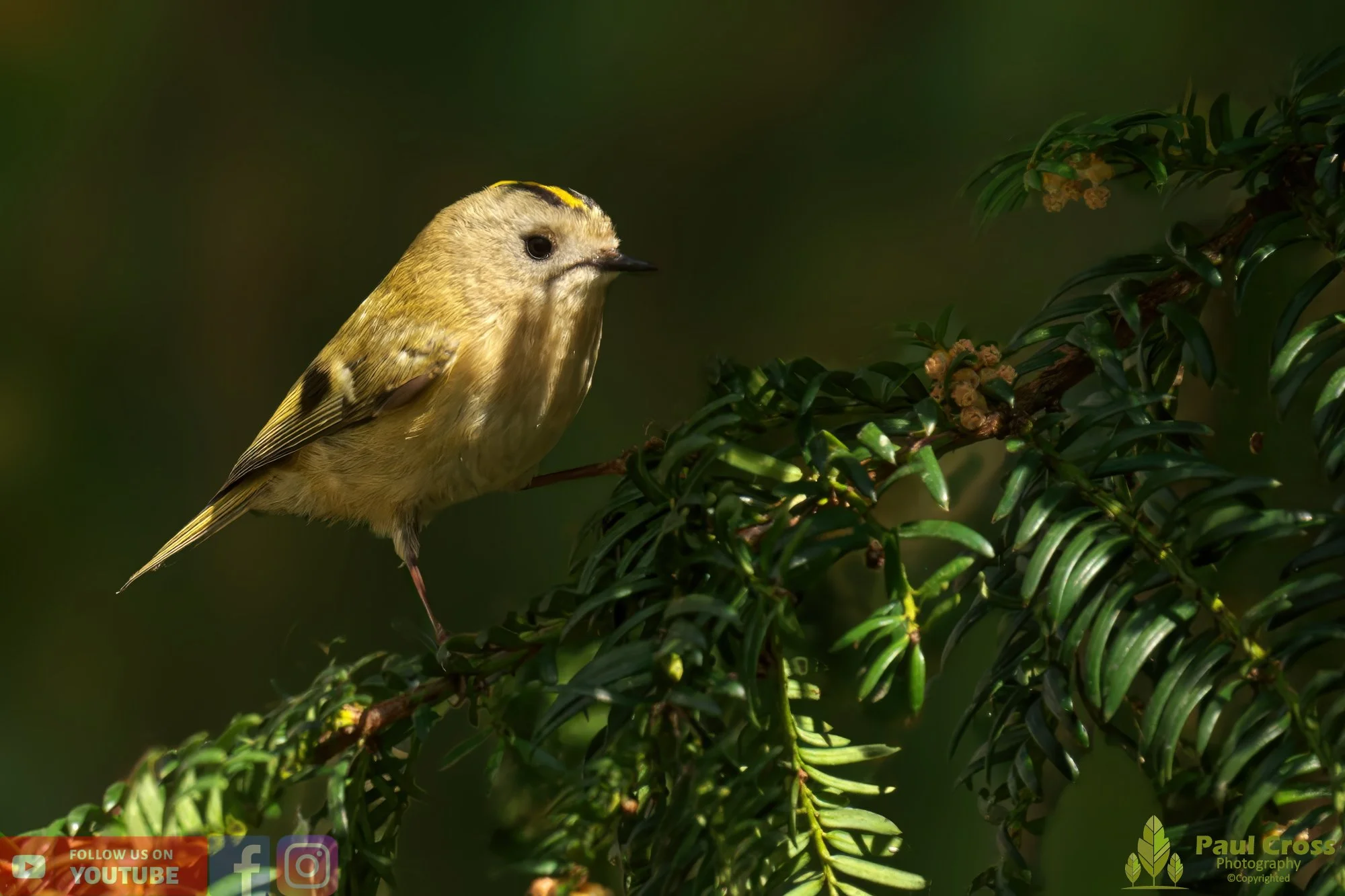 Goldcrest-00069.jpg