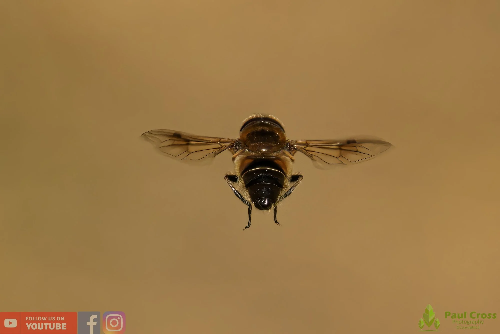 Common Drone Fly-00014.jpg