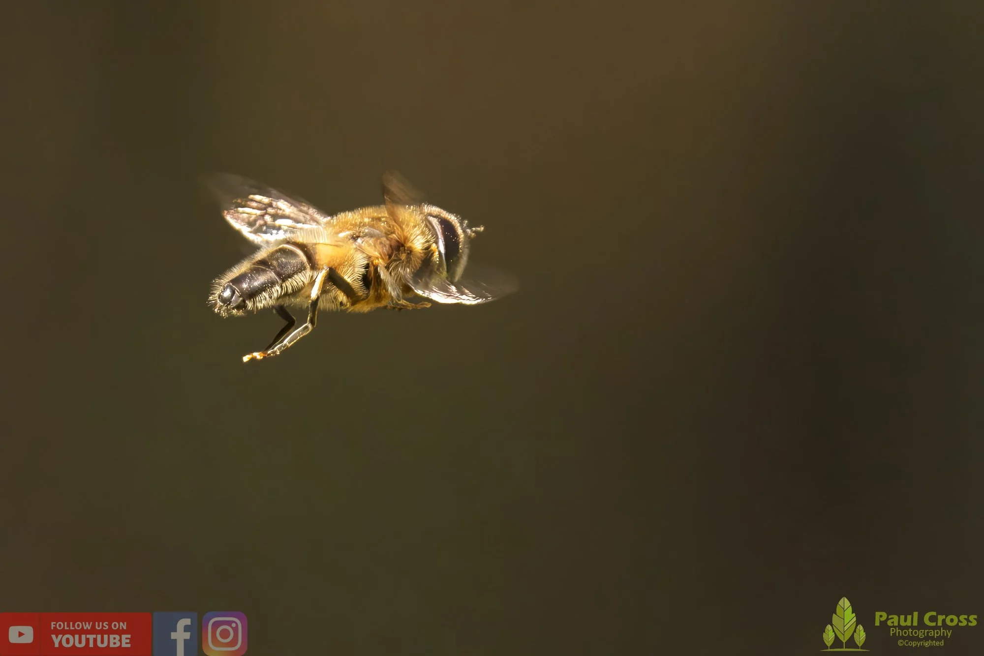 Common Drone Fly-00012.jpg