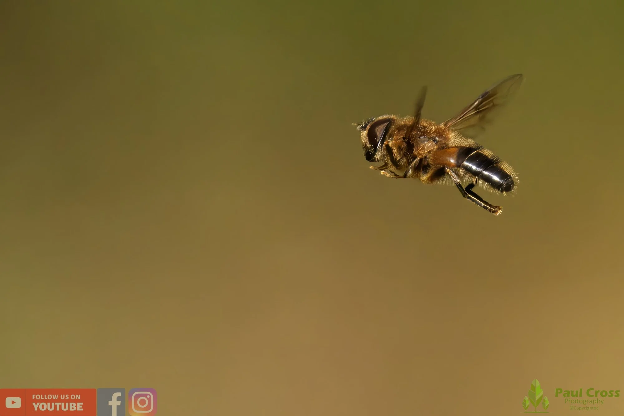 Common Drone Fly-00018.jpg