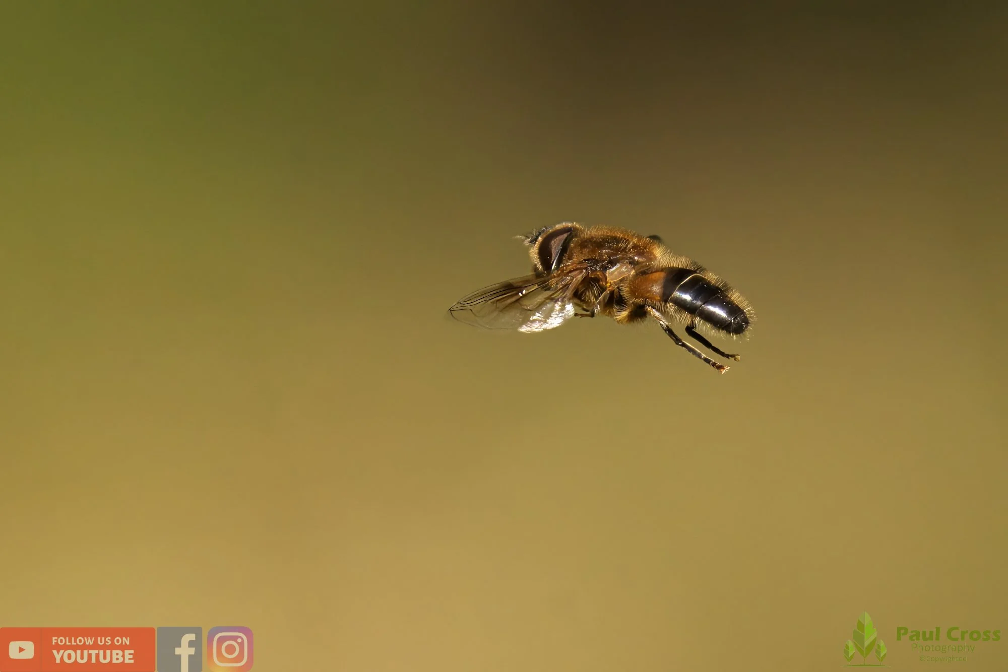 Common Drone Fly-00024.jpg