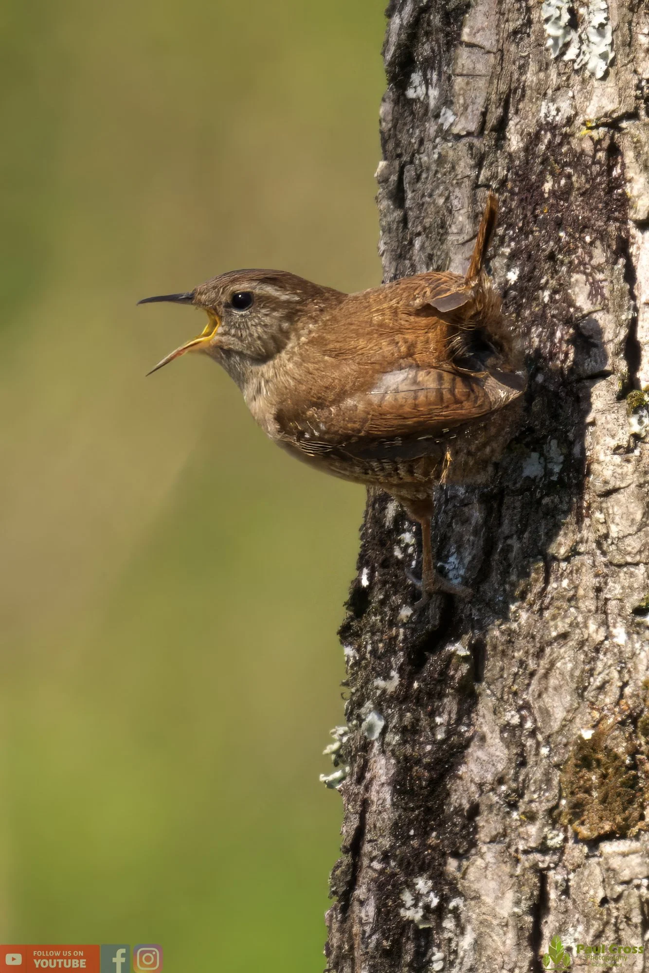 Wren-00318.jpg