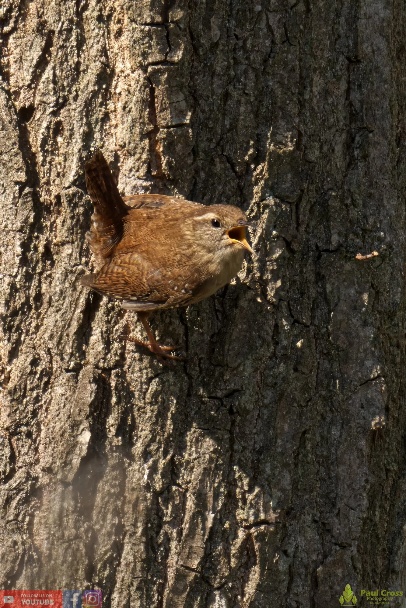 Wren-00316.jpg