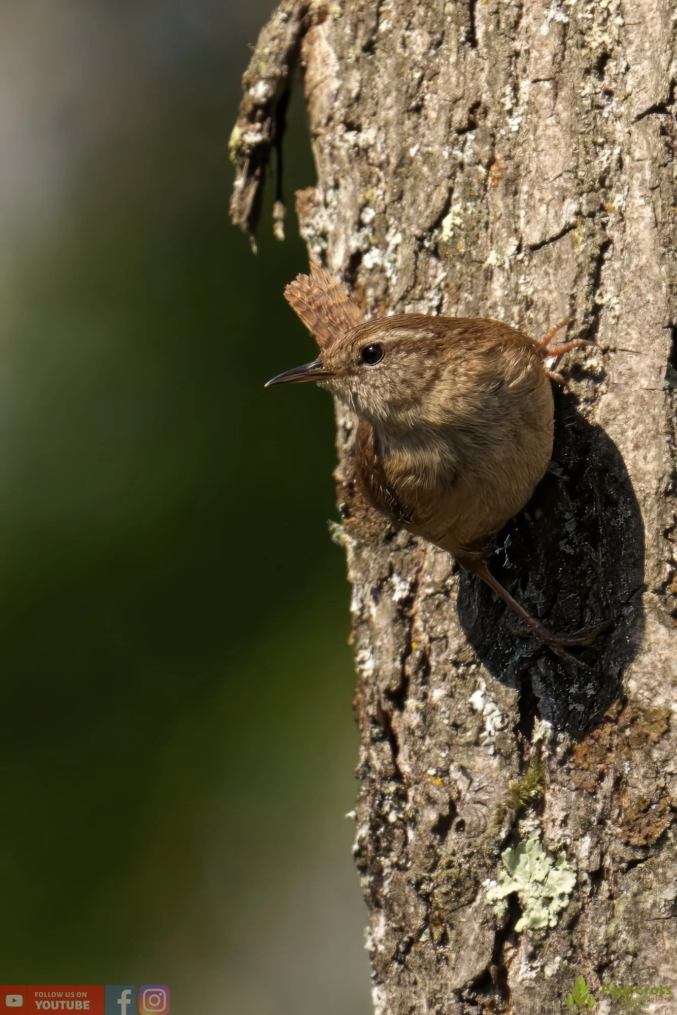 Wren-00323.jpg