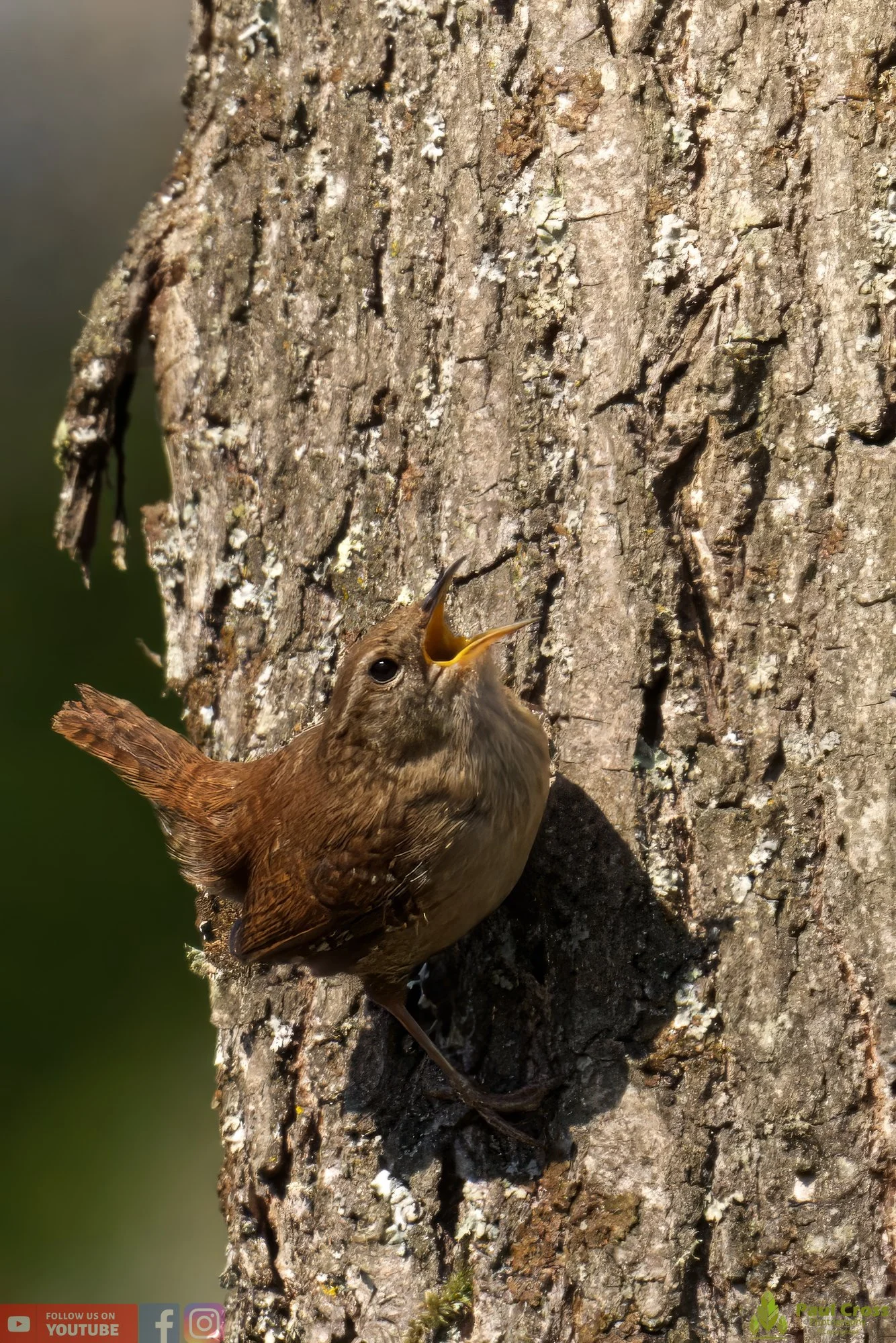 Wren-00324.jpg