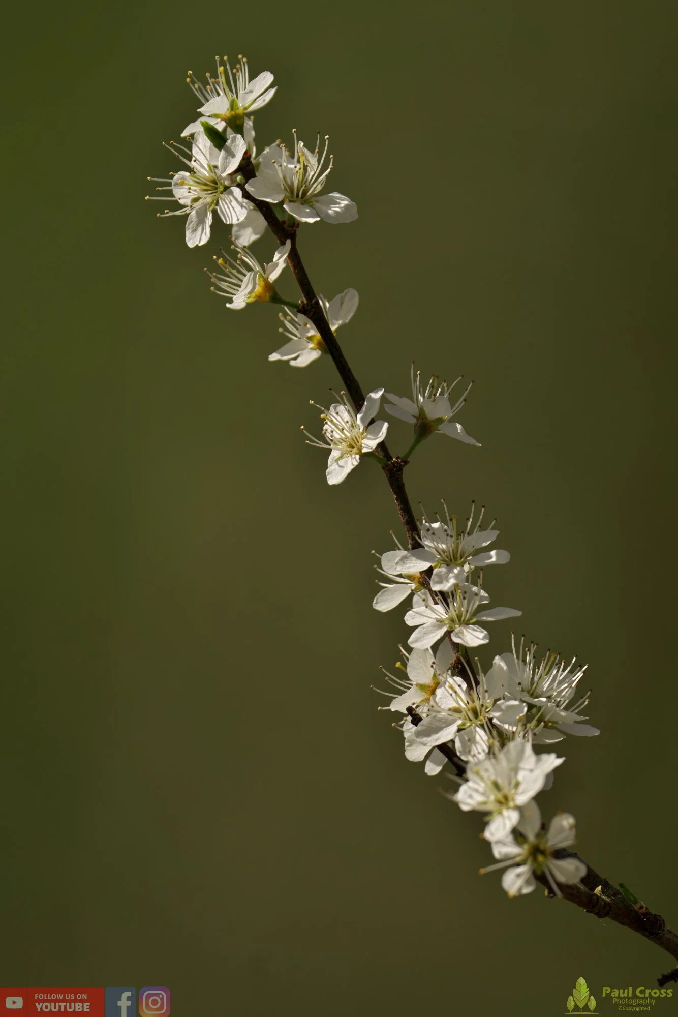 Blackthorn-00001.jpg