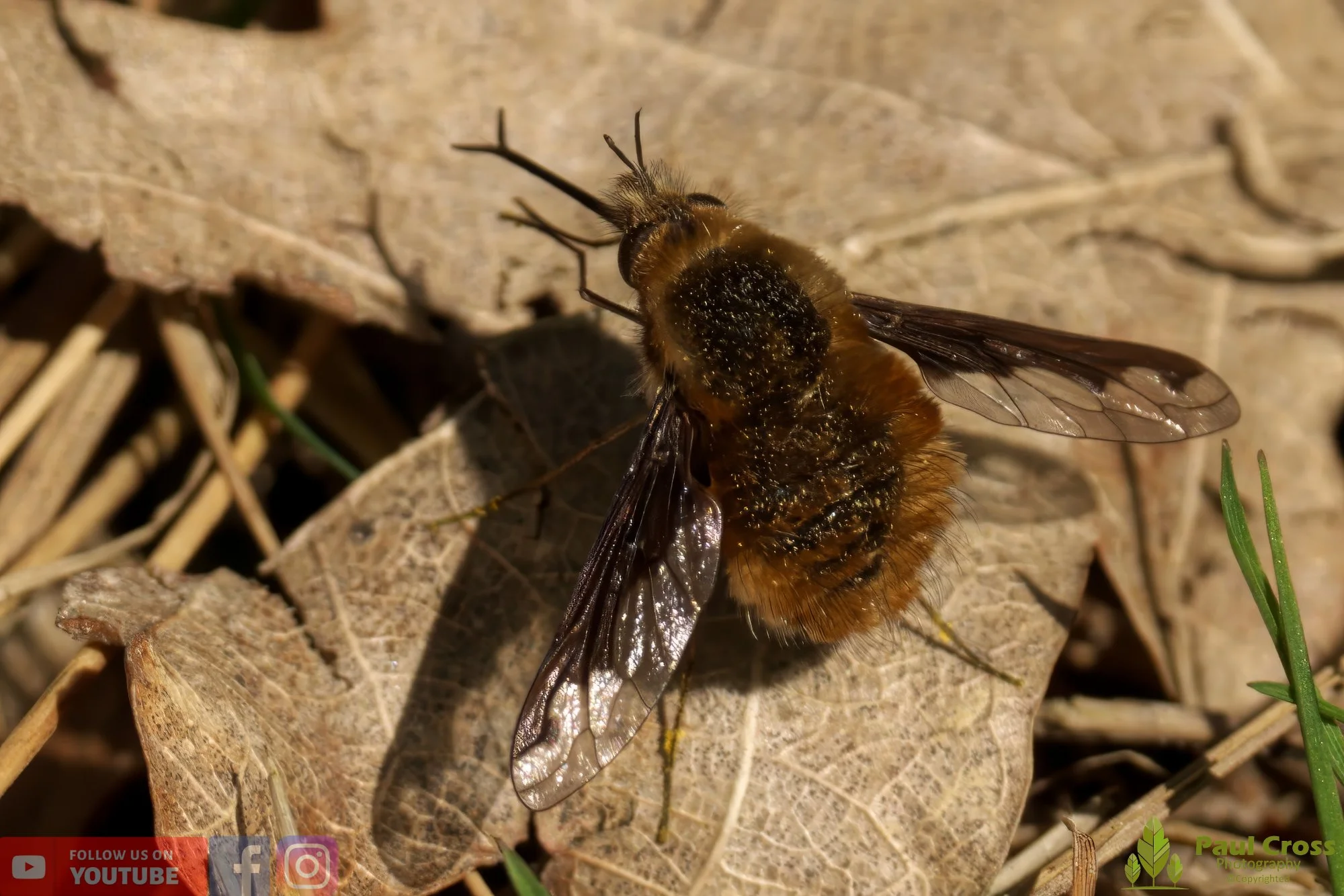 Bee Flie-00001.jpg