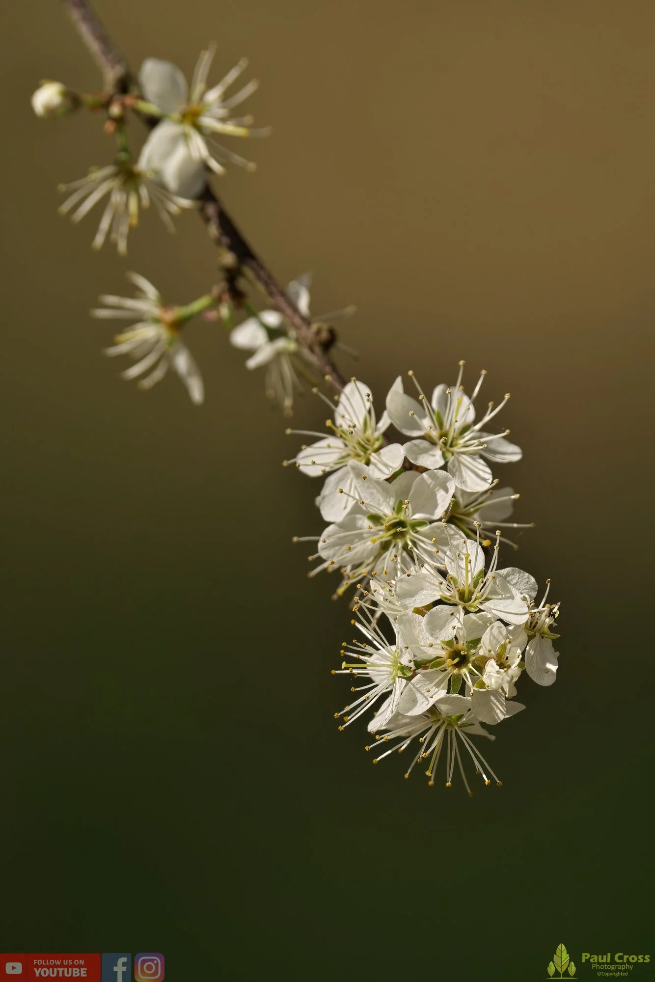 Blackthorn-00002.jpg