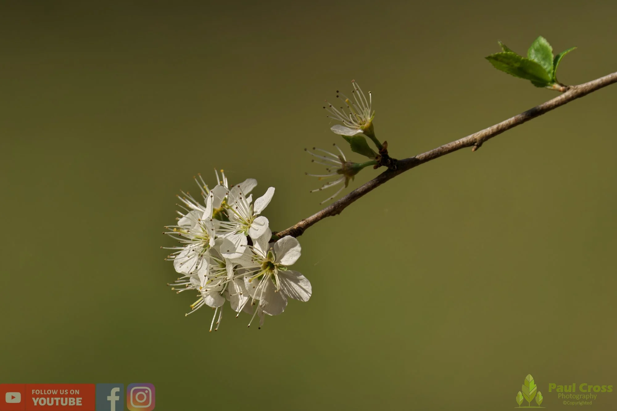 Blackthorn-00003.jpg