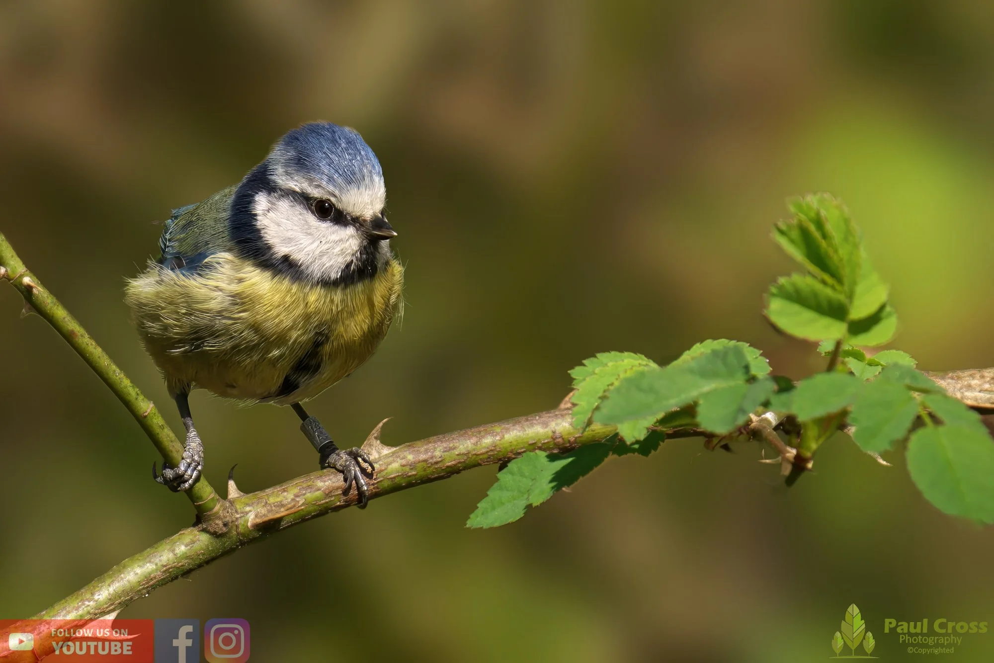 Blue Tit-00876.jpg