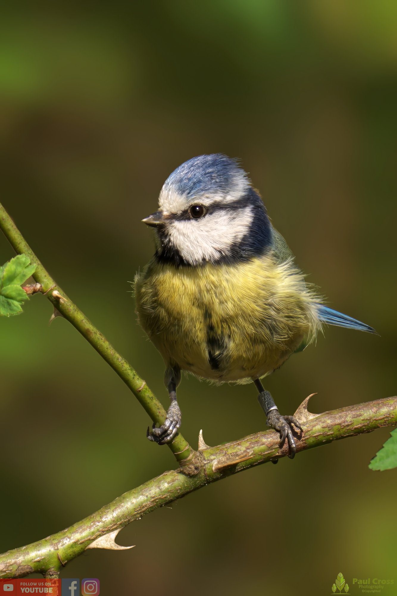 Blue Tit-00877.jpg