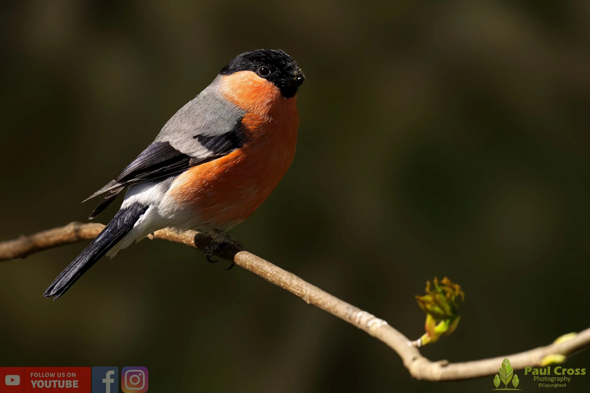 Bullfinch-00067.jpg