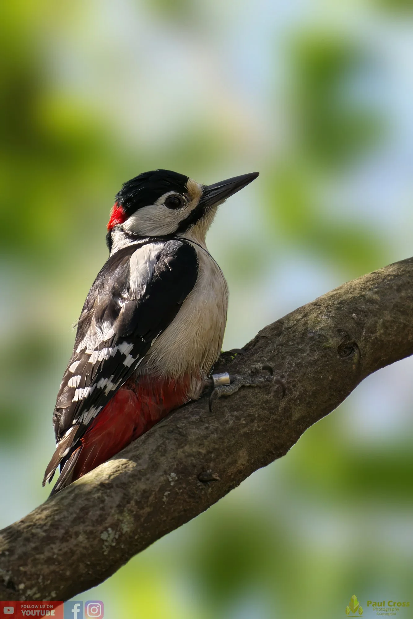 Great Spotted Woodpecker-00130.jpg