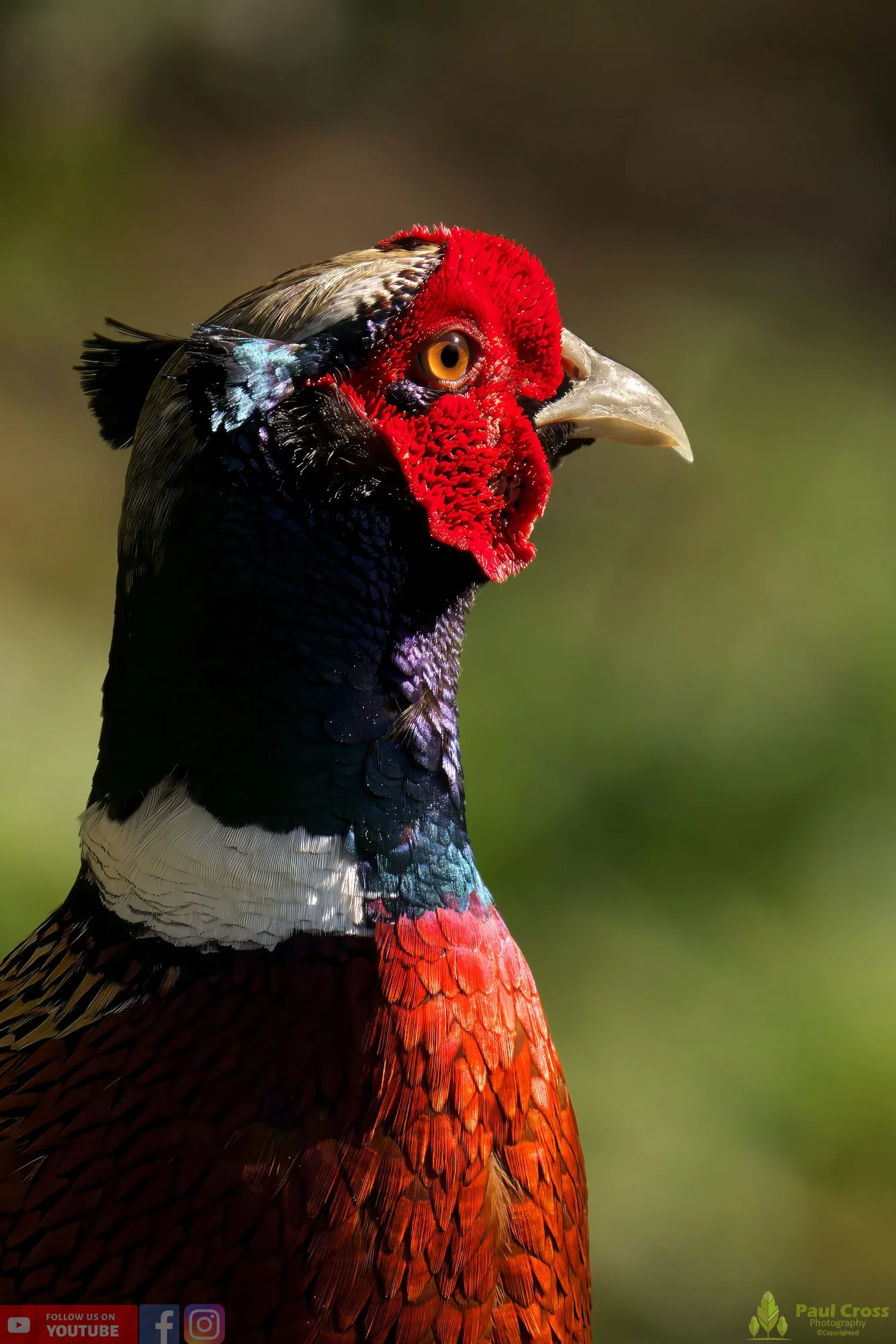 Pheasant-00128.jpg