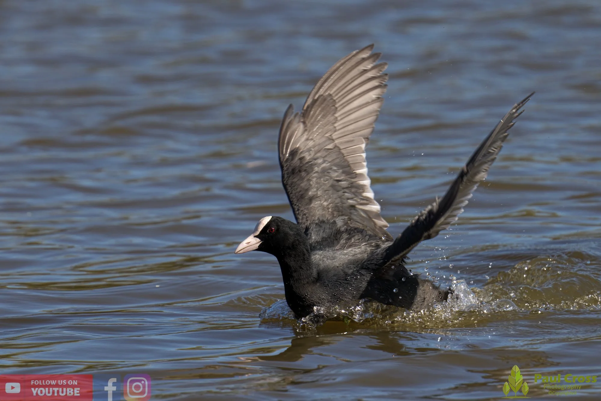 Coot-00396.jpg