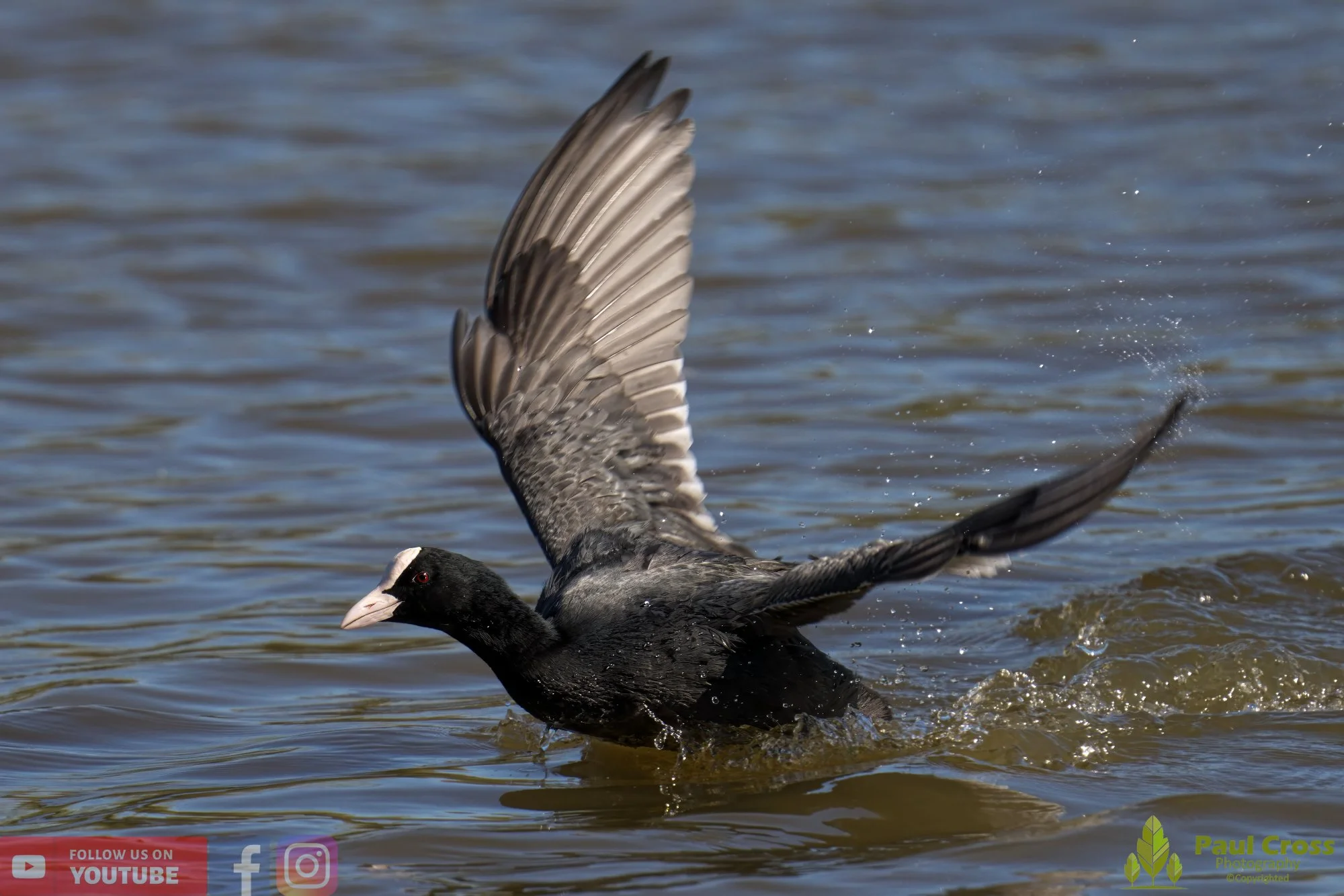 Coot-00397.jpg