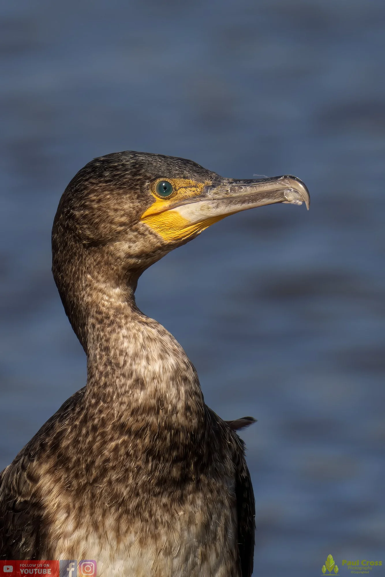 Cormorant-00280.jpg
