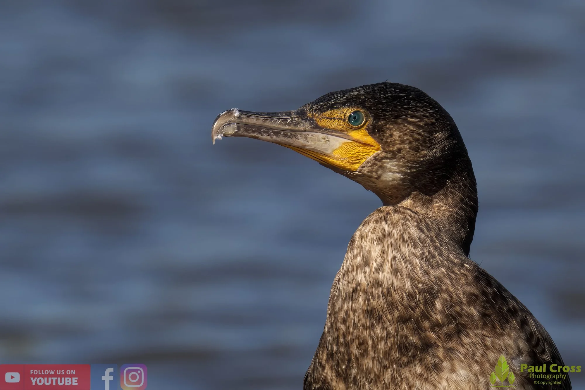 Cormorant-00281.jpg