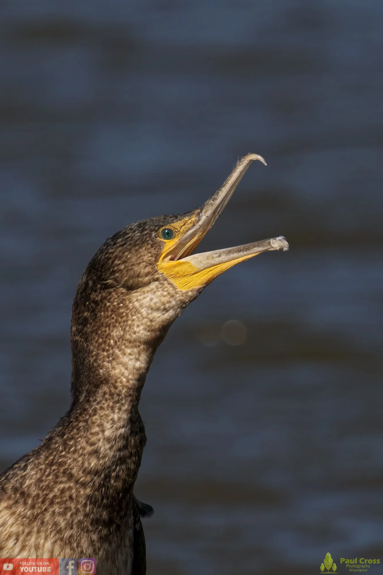 Cormorant-00282.jpg