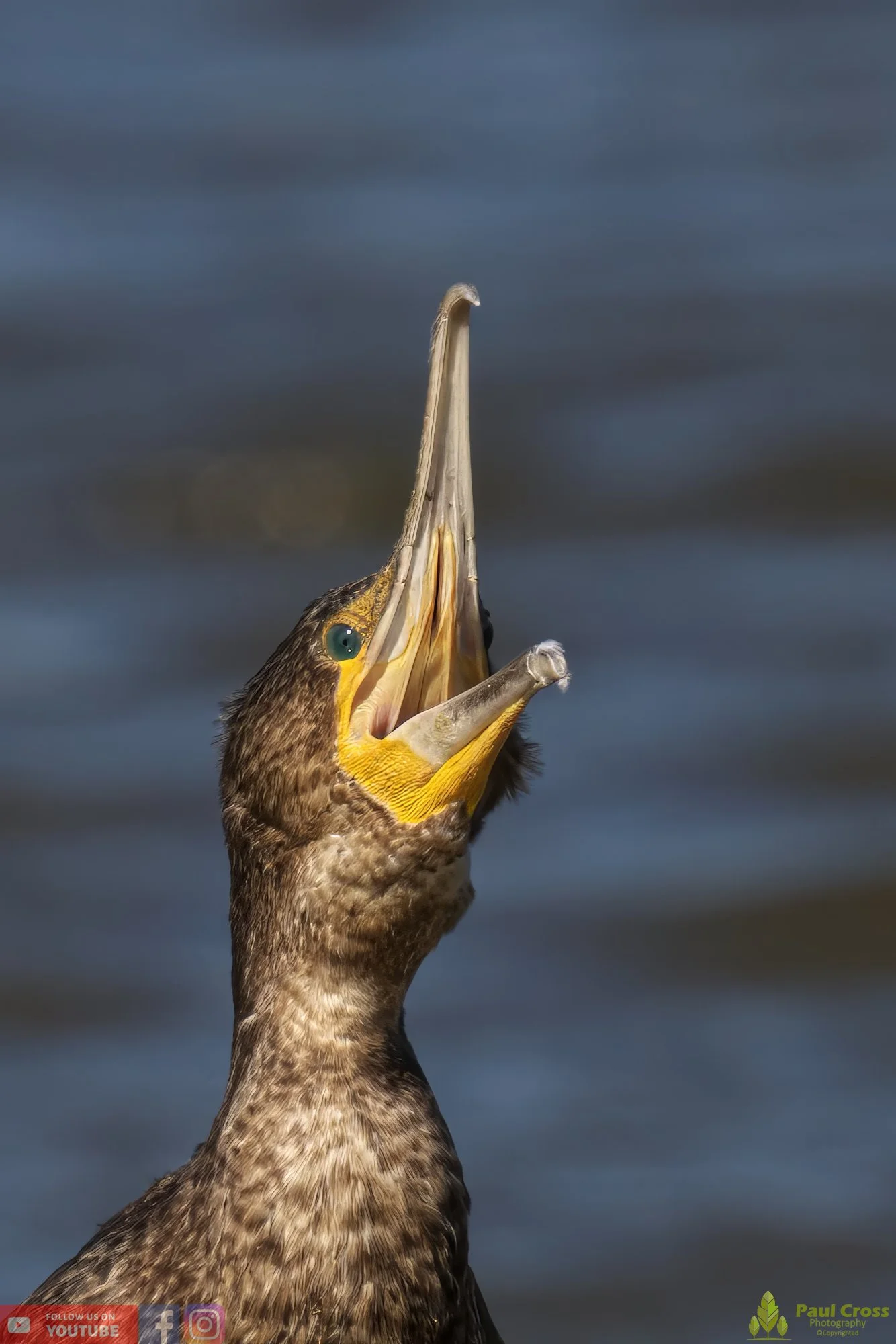 Cormorant-00283.jpg