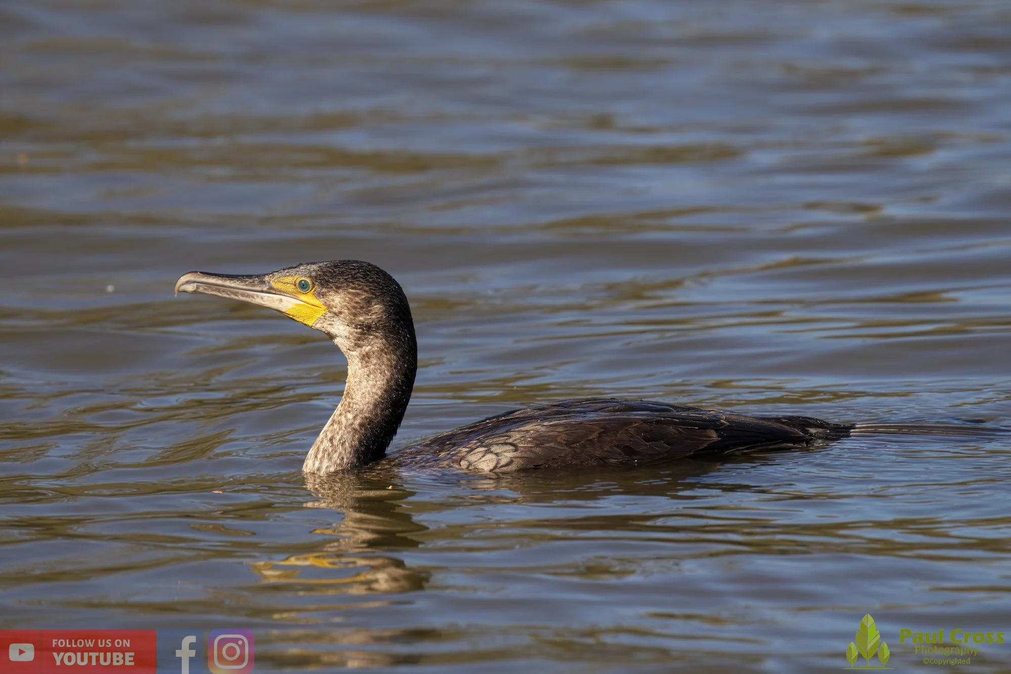 Cormorant-00284.jpg